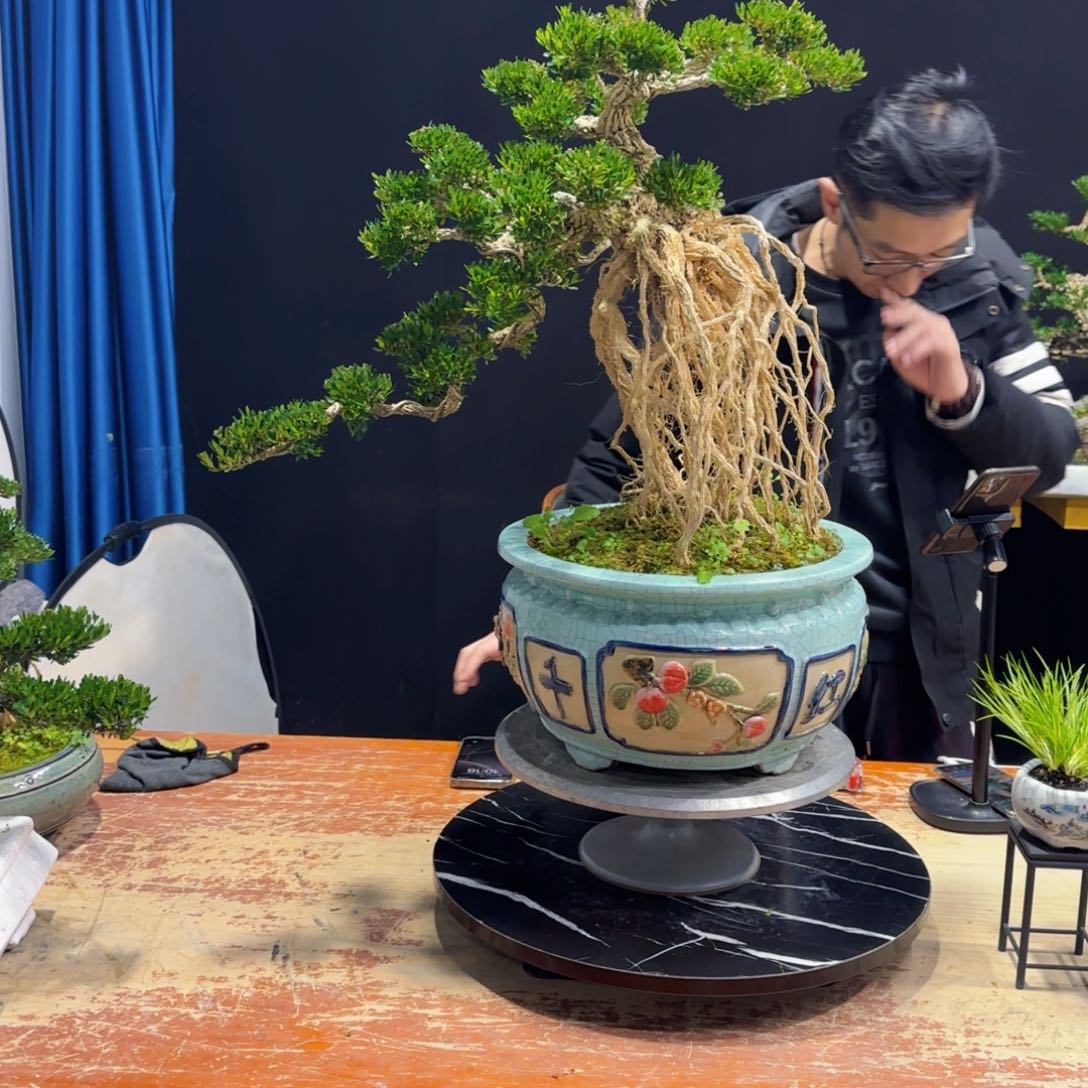 黄杨室内室外盆景艺术