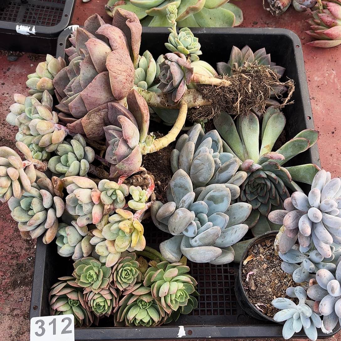 多肉植物框拍312号