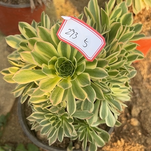 多肉植物金丝293