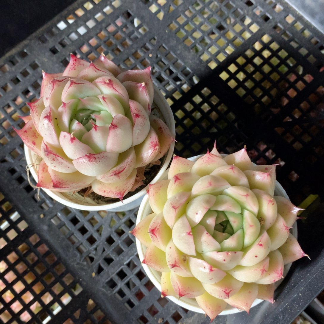 0308-156 麦杆优选