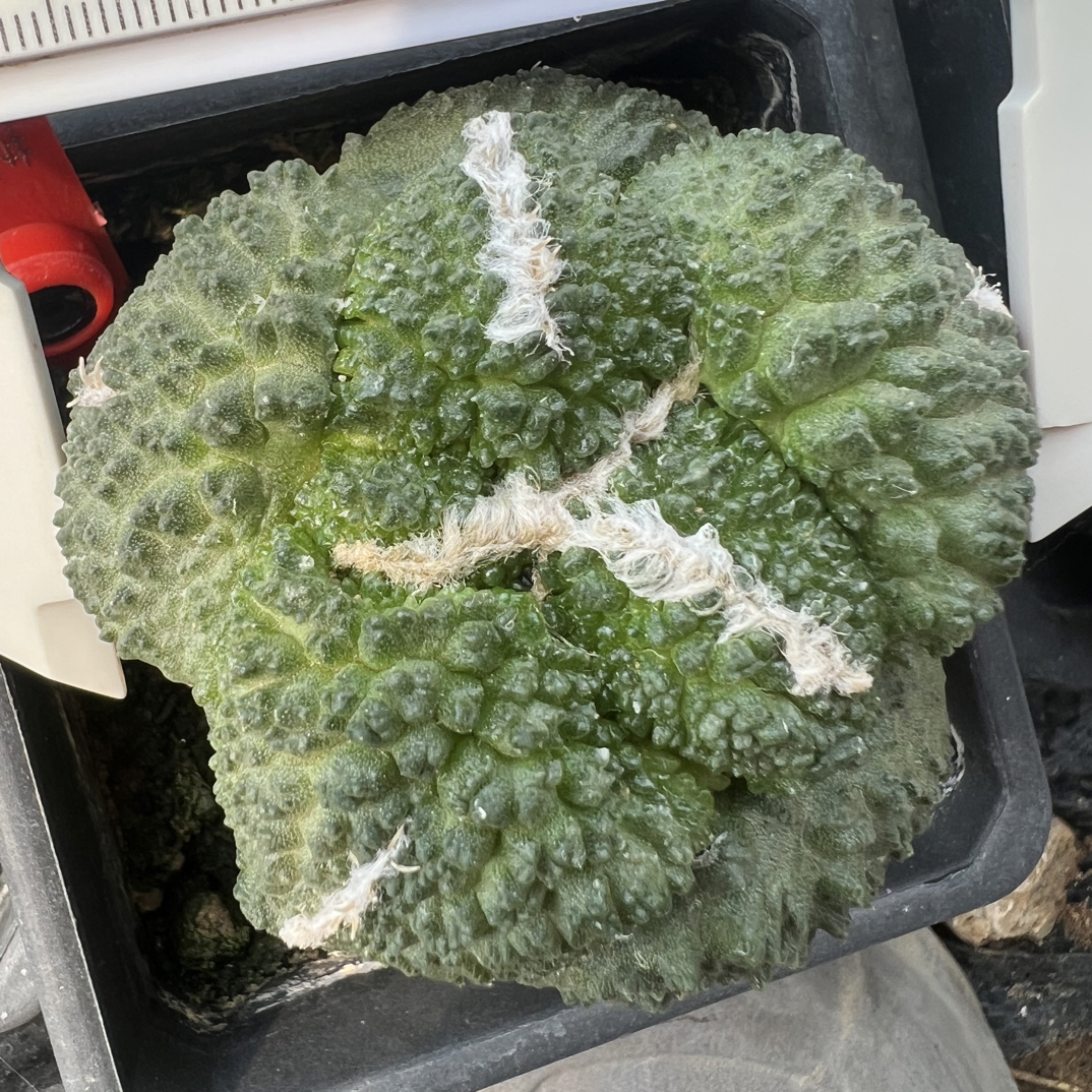 0303号草球苗接怒涛牡丹，辛顿牡丹，黑牡丹，各种牡丹锦，一物一拍