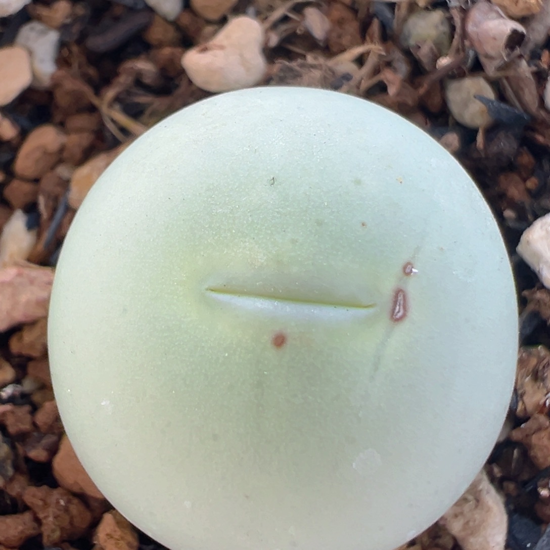 80多肉植物百科知识