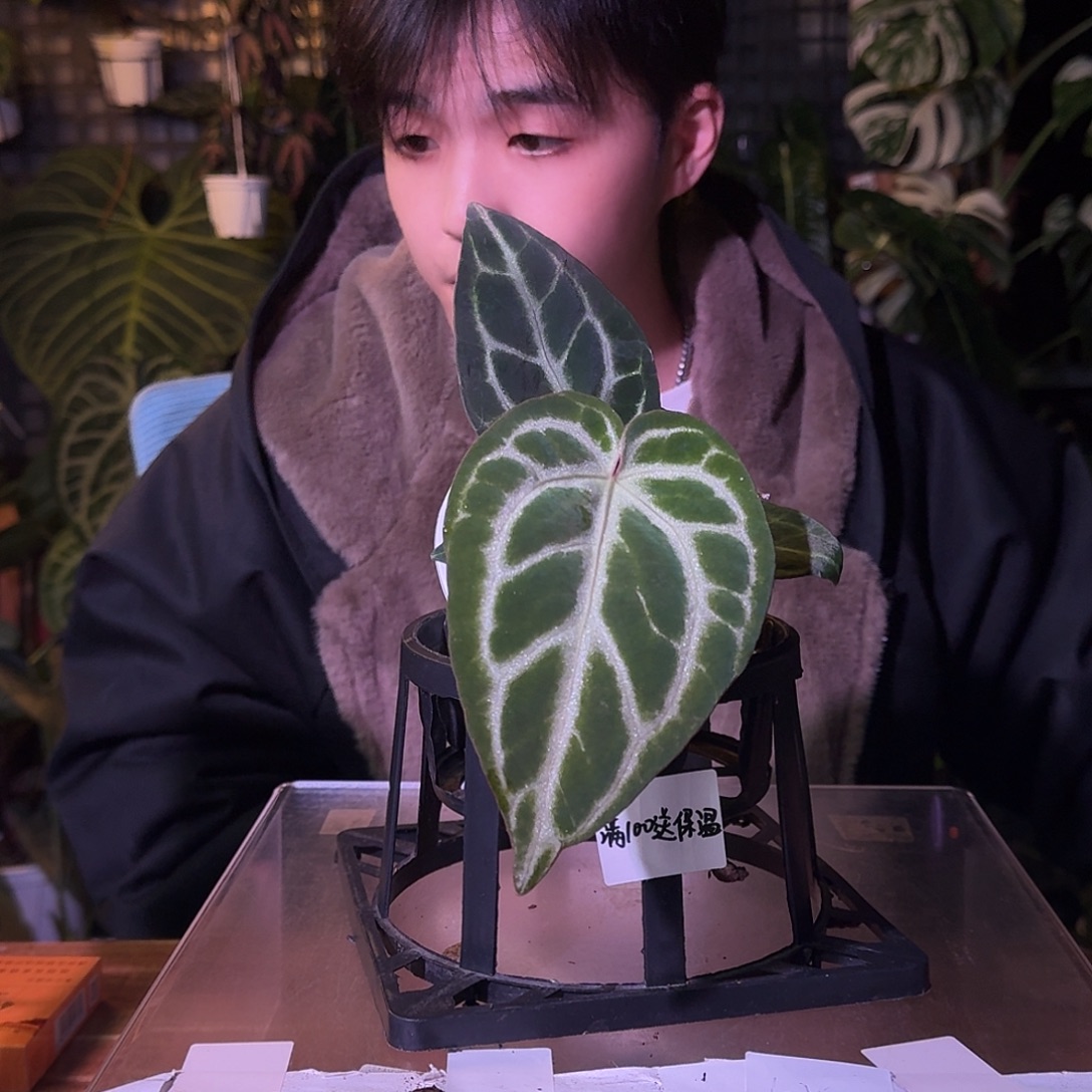 不开花植物G184银色闪光杂小钻石