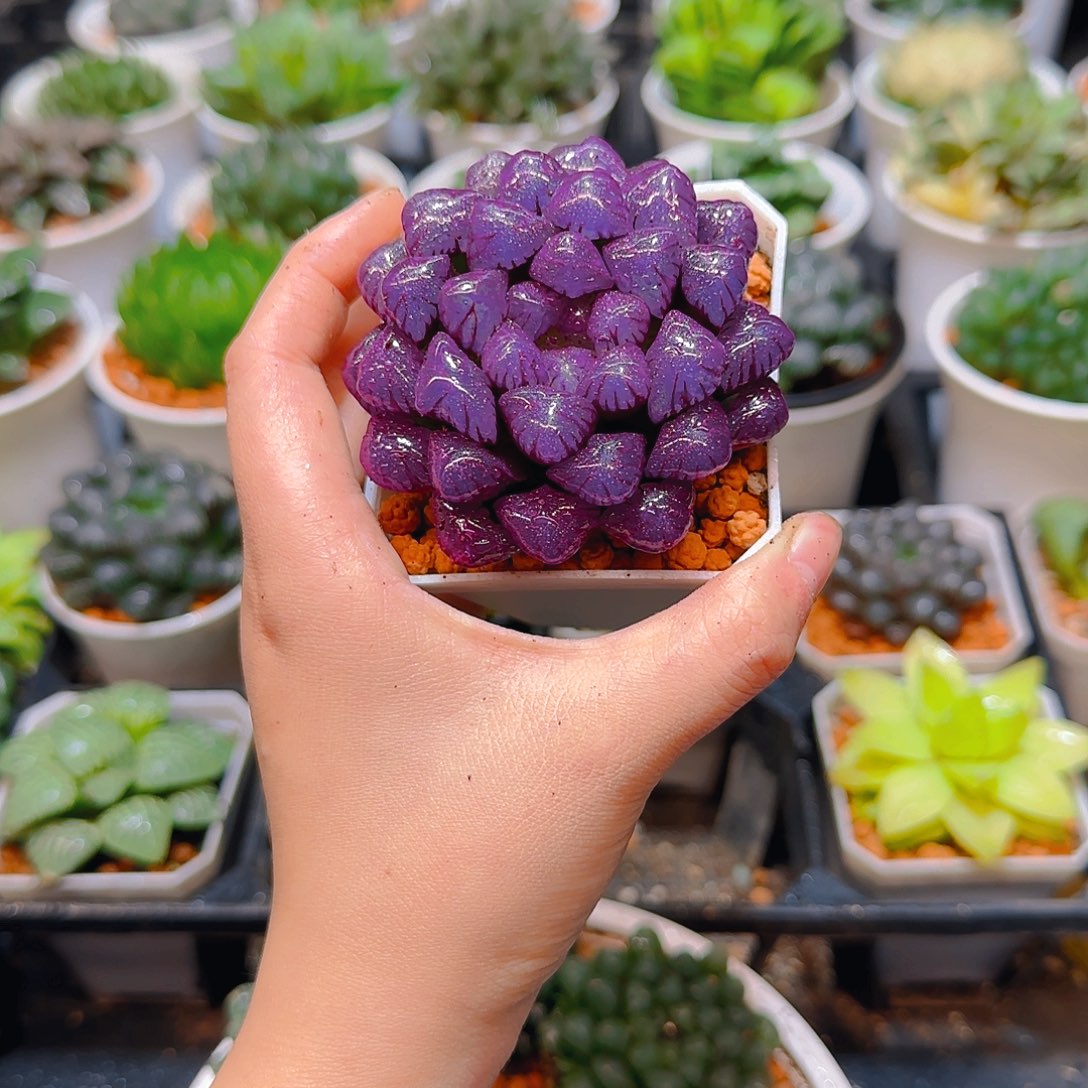 紫宝石冰灯玉露，选人，人工上色