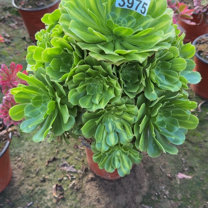 3975琉璃包邮不包段枝