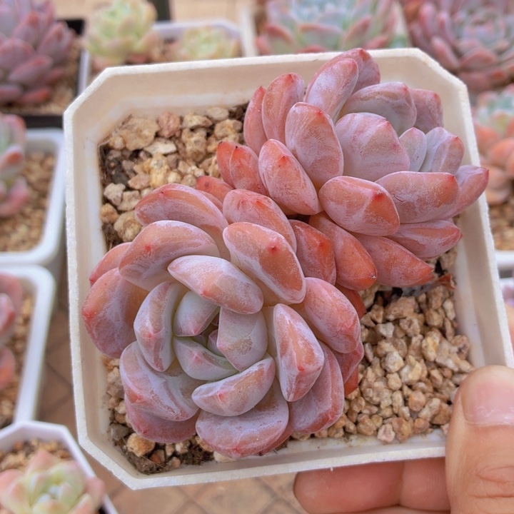 多肉乐园韩橙福利