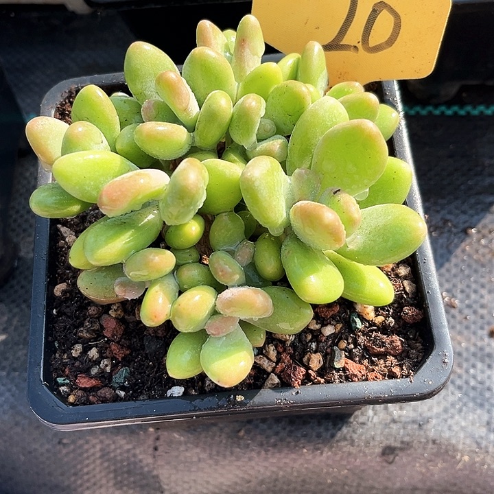琳****芒果奶20号码牌子的话