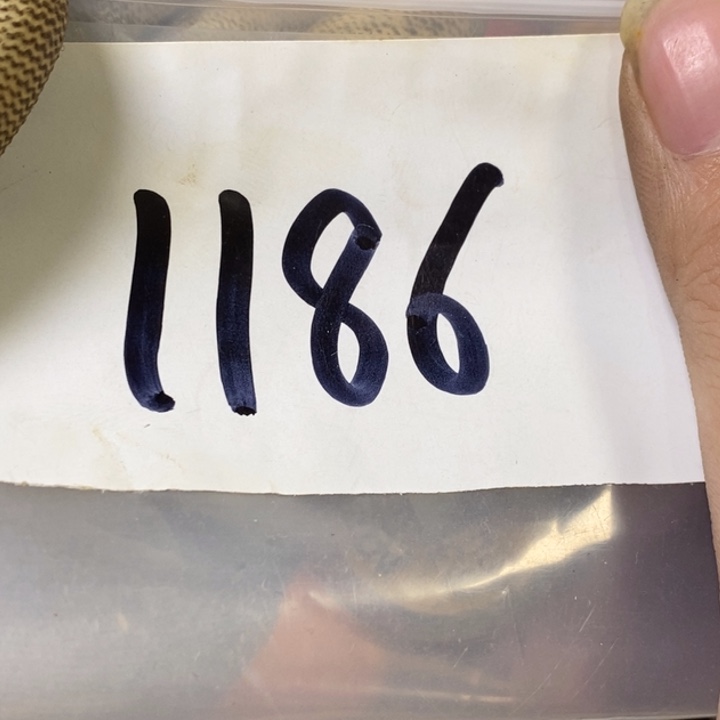 鑫***光娜娜文玩杂项专属链接