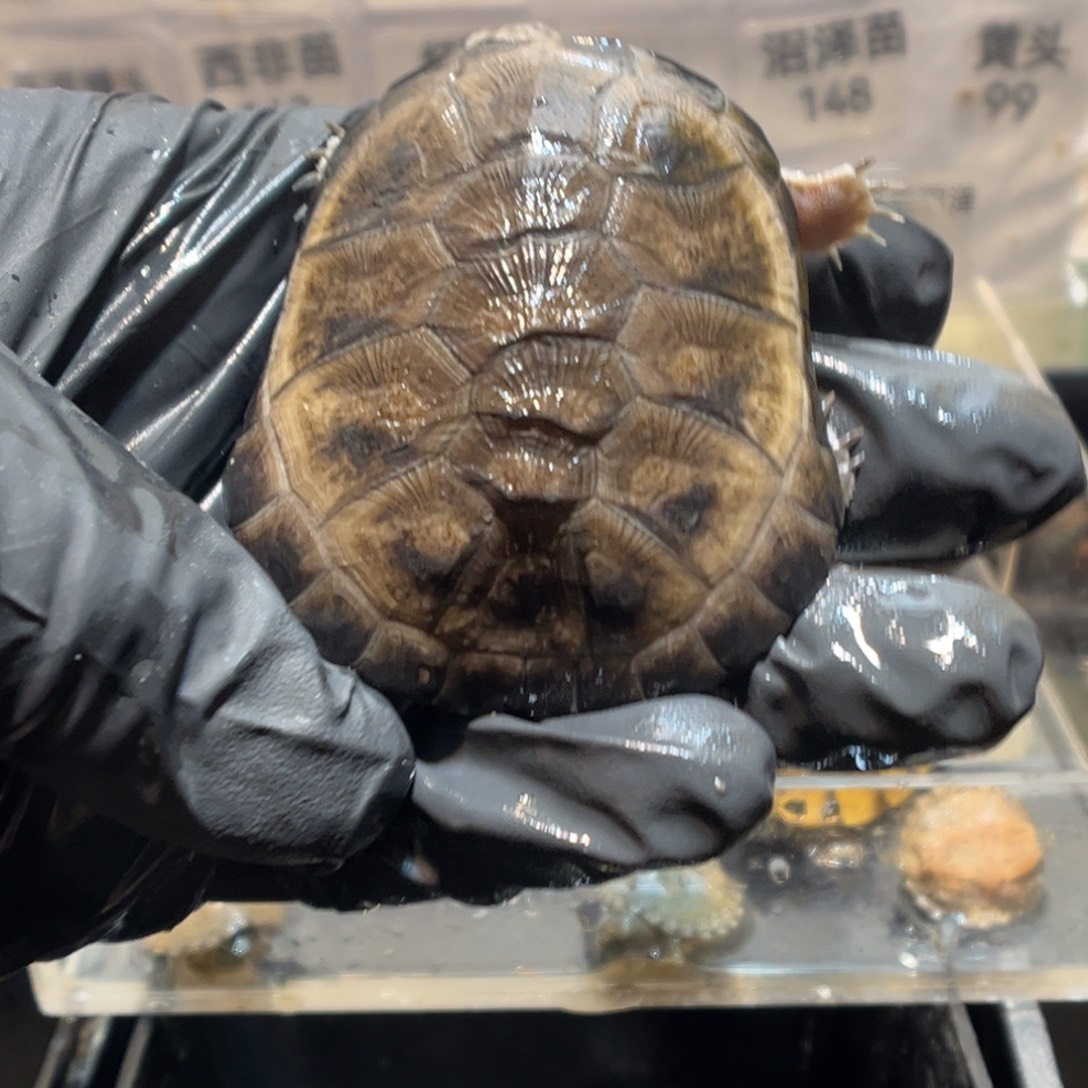 哼***唧绿毛龟母瑕疵西非