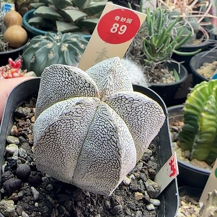 实生带V恩冢5.3cm一棵3687