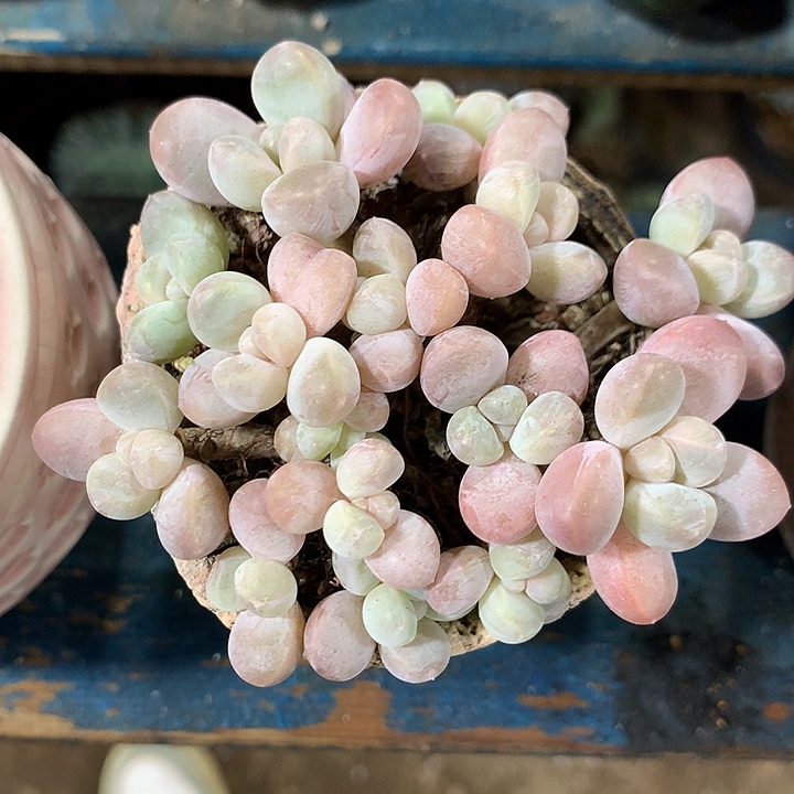 香玉群生一体无砍