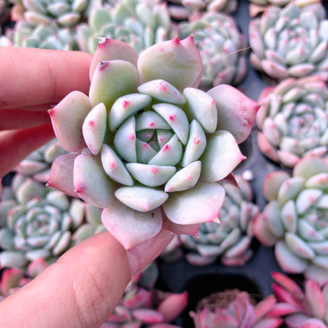 TP多肉满十元包邮