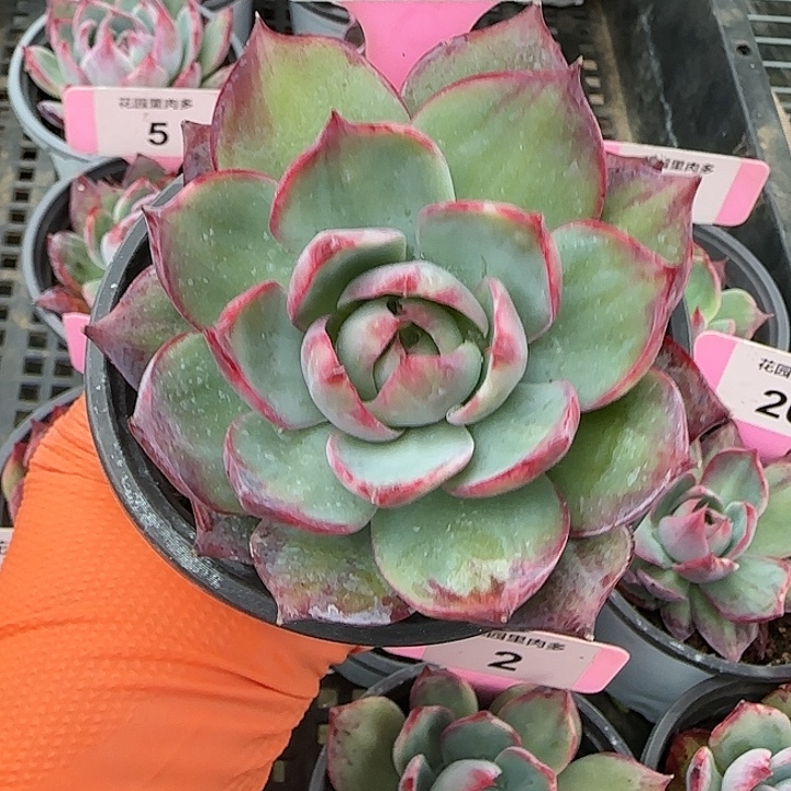 41 惊鸿仙子多肉植物6-9cm