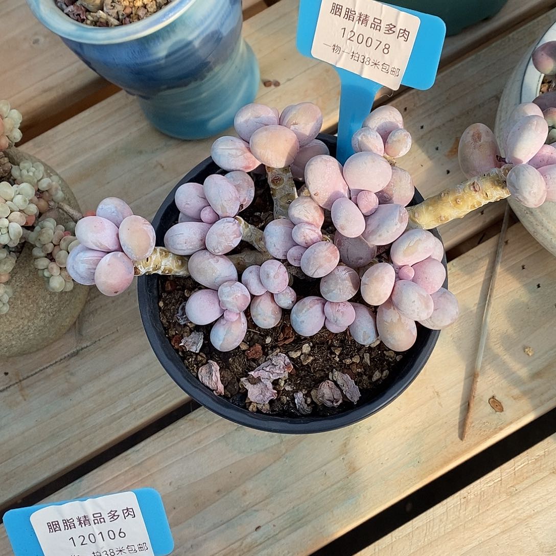 078我莉莉咯哦哦嗯哦哦哦