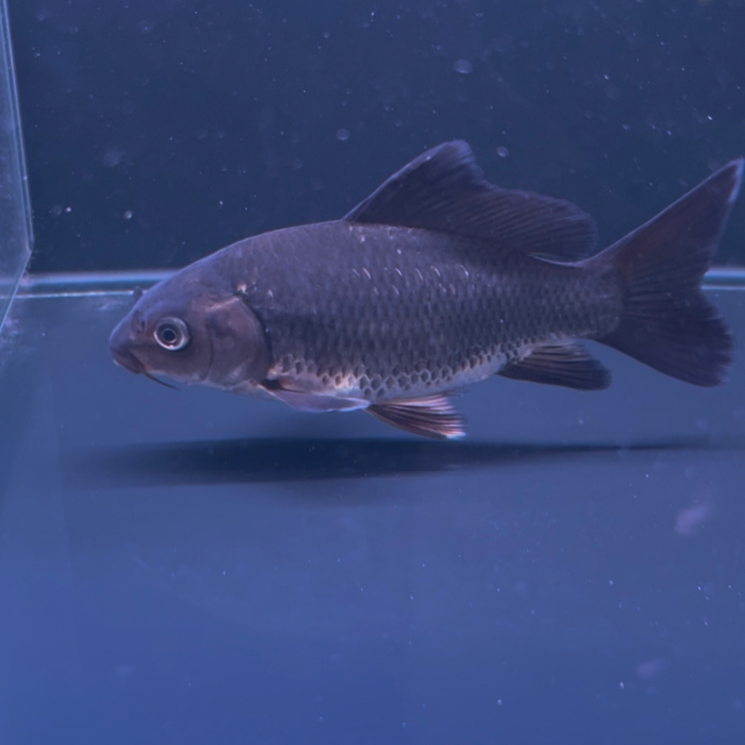 精品黑白海豚猫蝴蝶鲤 不分公母 大鳍大尾