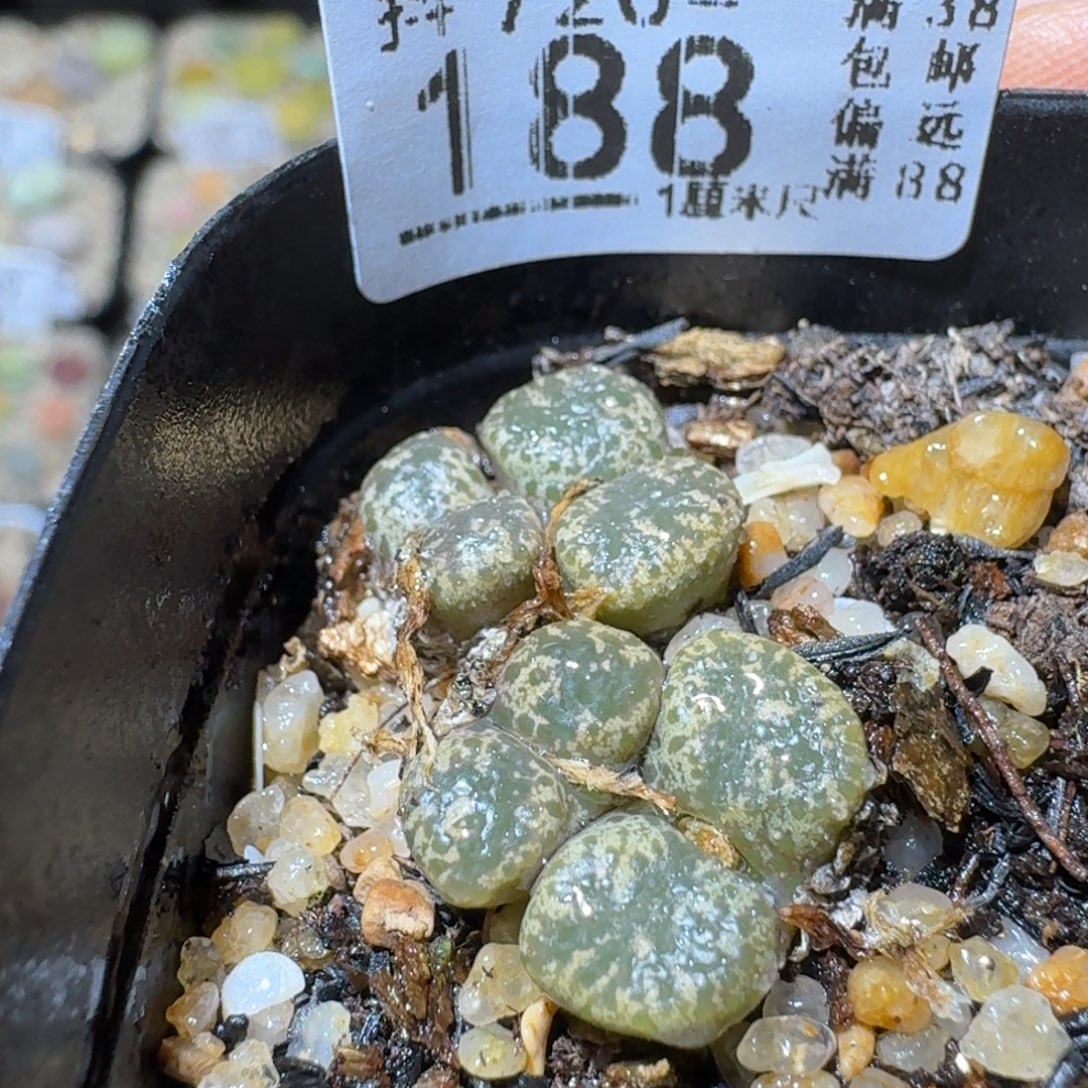 Sss生石花清货188稀有