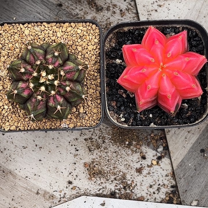 两颗实生一物一拍13