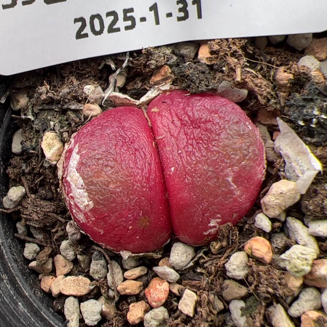 0917号 灯泡 双头多肉植物