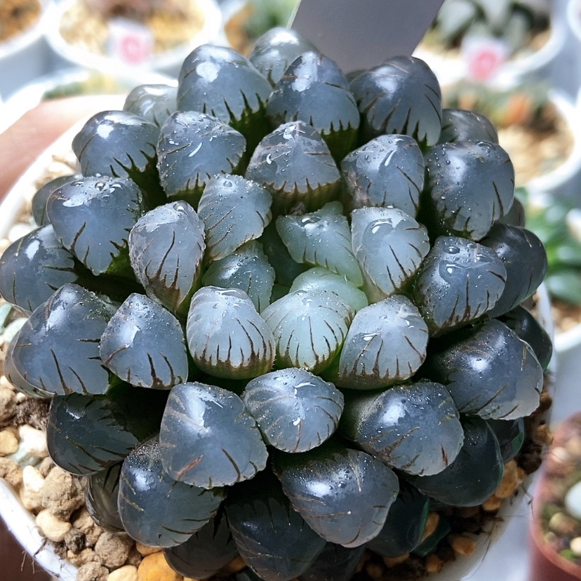 【闪购商品】冰灯74