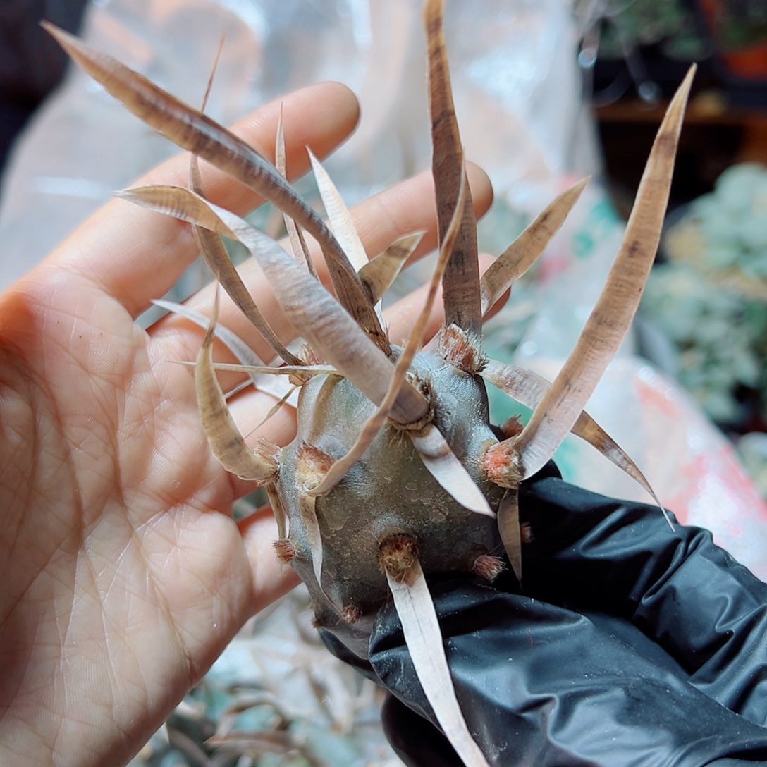 大型纸刺武藏野3.5公分无根