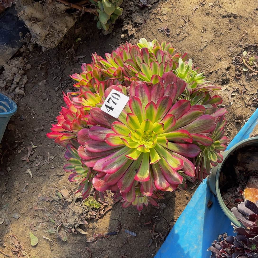 舞天姬法师多肉1-42