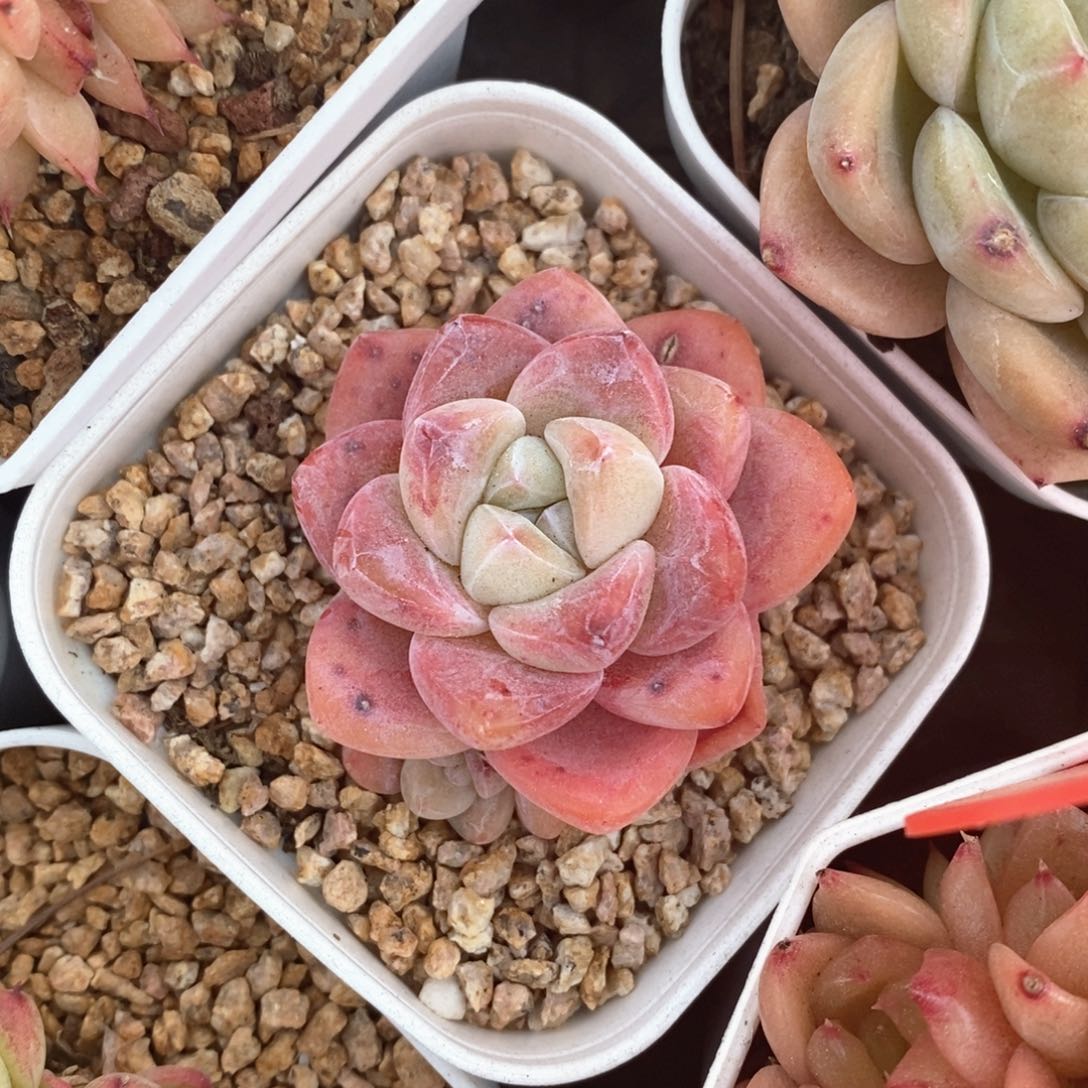 精品多肉一物一拍不包整21