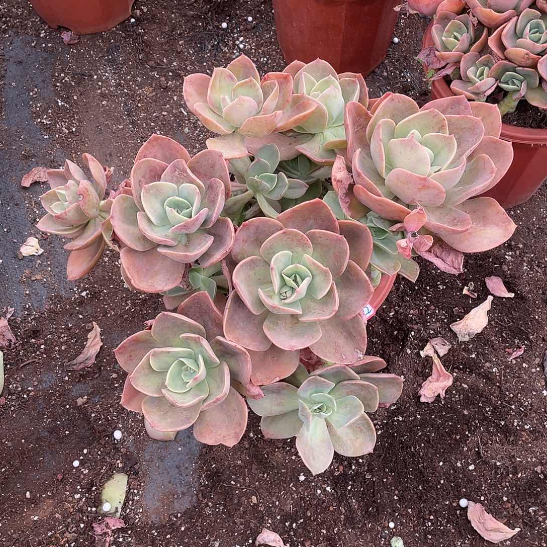 贺氏1022晓晓一物一拍