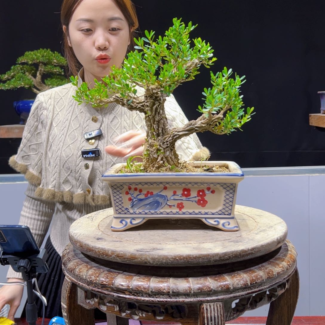 四季常青老桩黄杨盆景