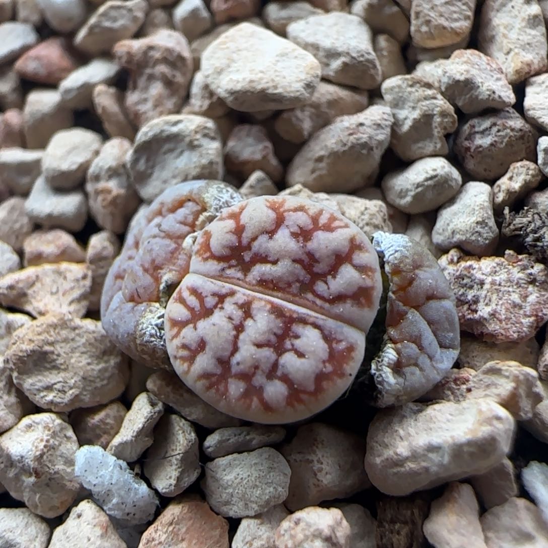 2.7.26/哈默种源189