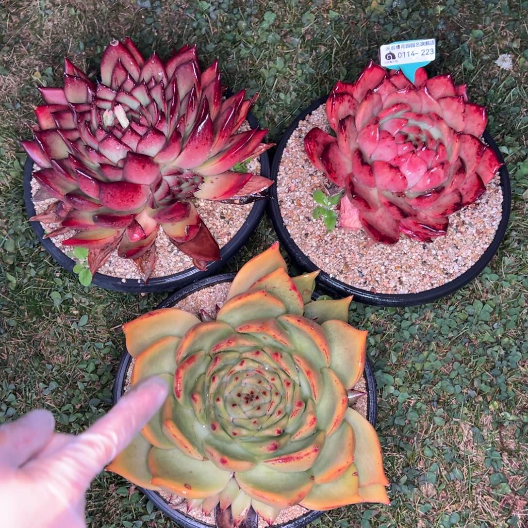 从前慢多肉精选编号0114.223