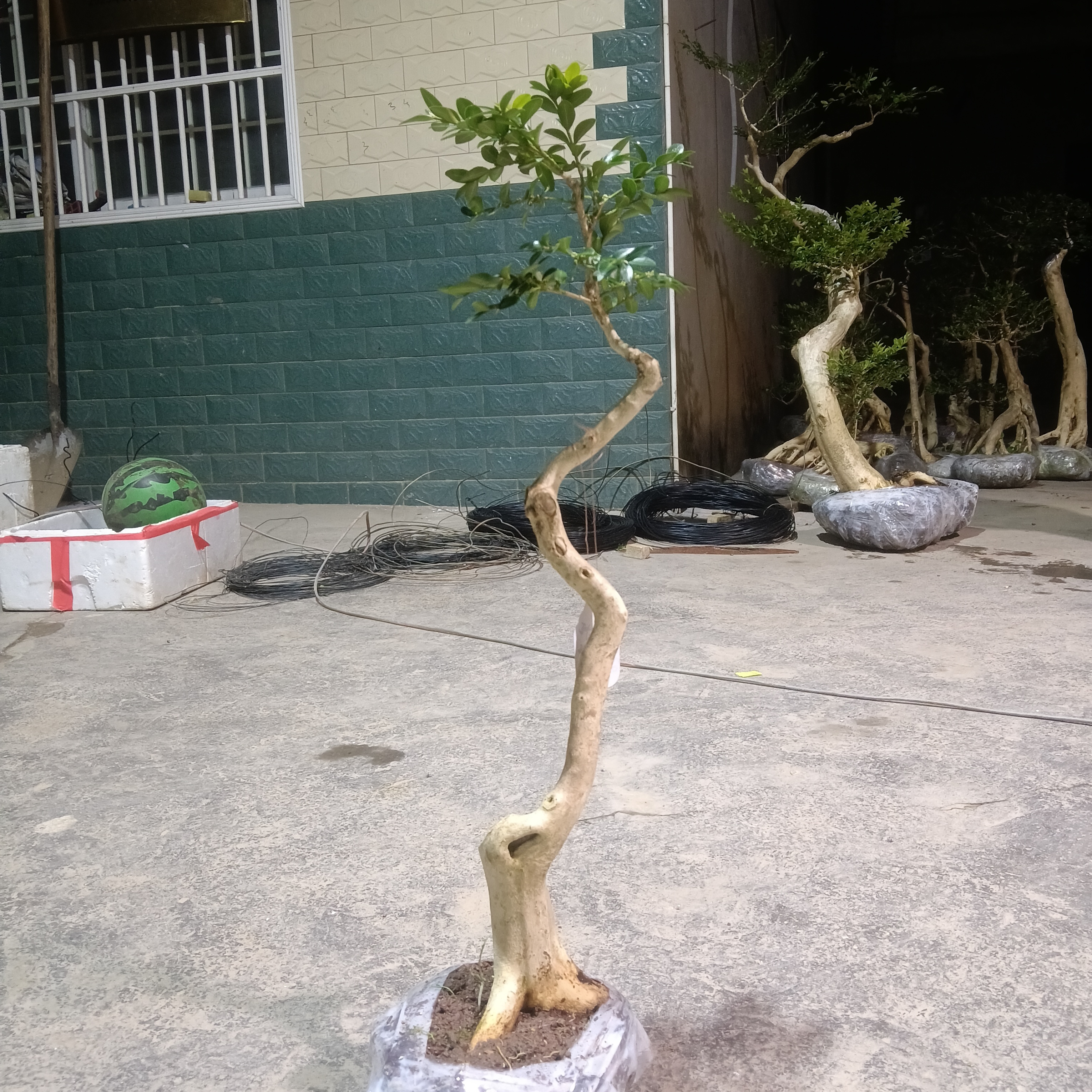 多种鲜花绿植盆景（火棘、映山红、黄杨等）