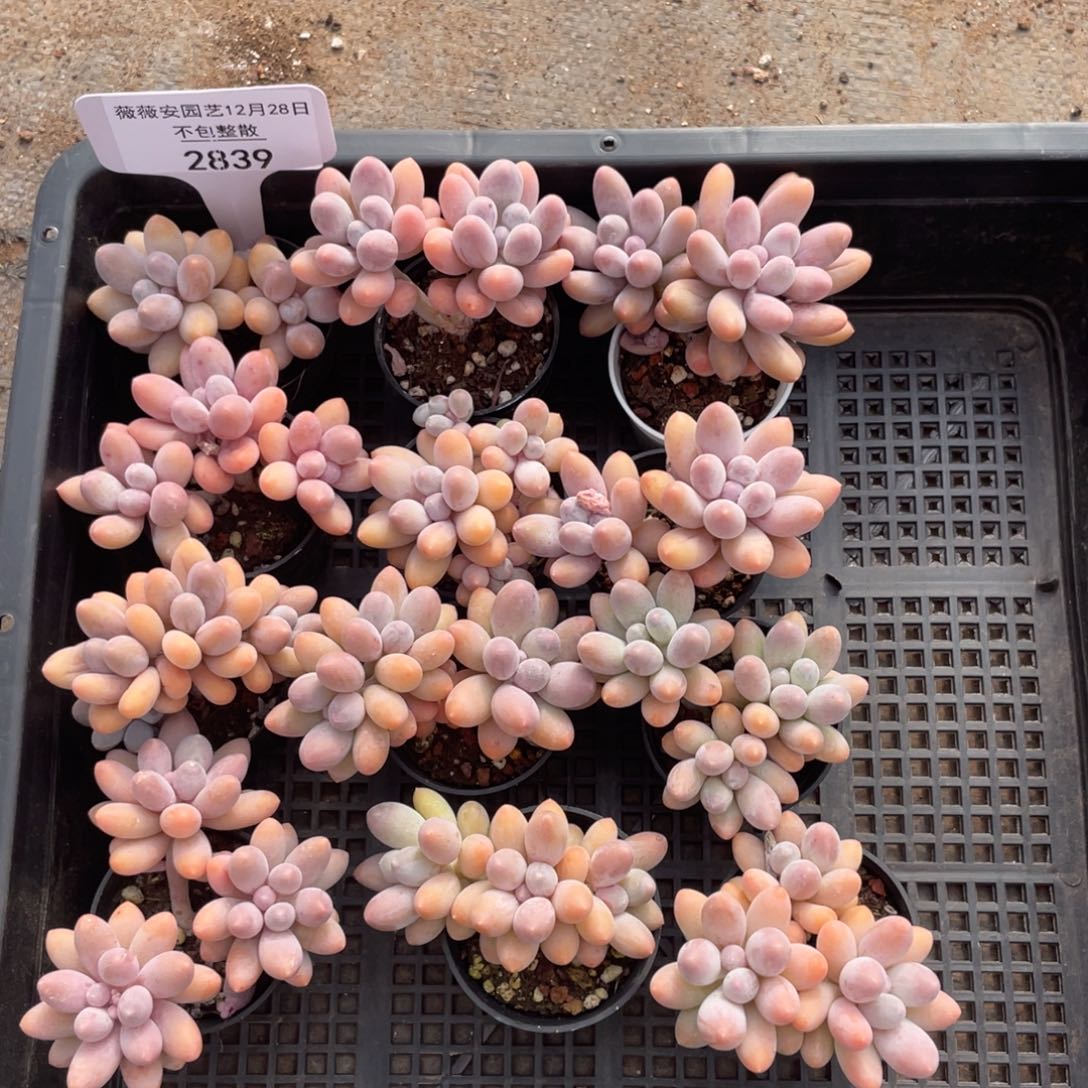 不包整散 盆子不售后2839