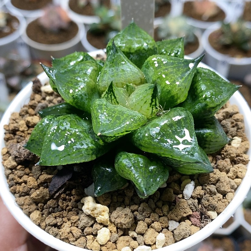 【闪购商品】157裹般若x康平