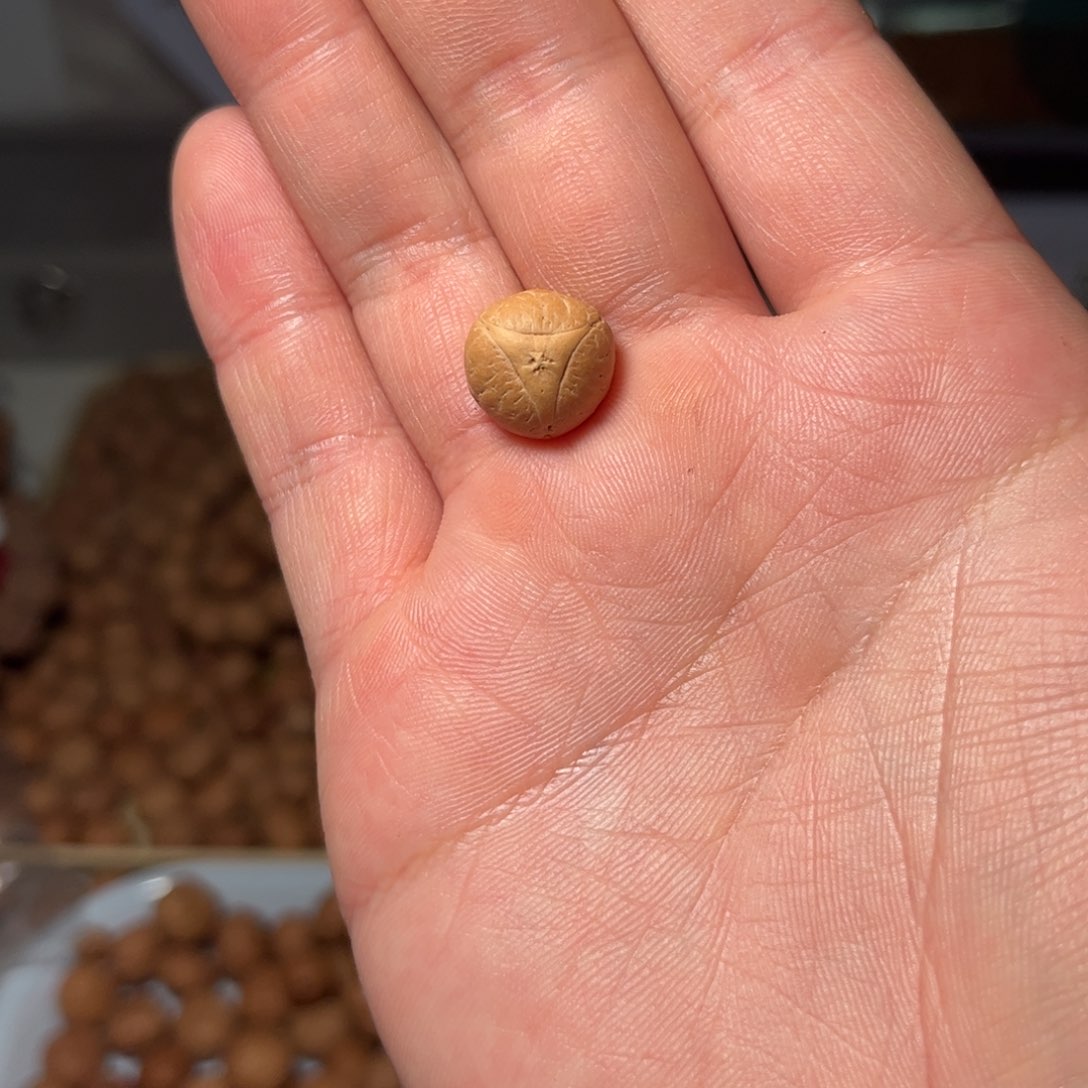 桃核吊坠13.5龙眼，开孔不退，偏远不包