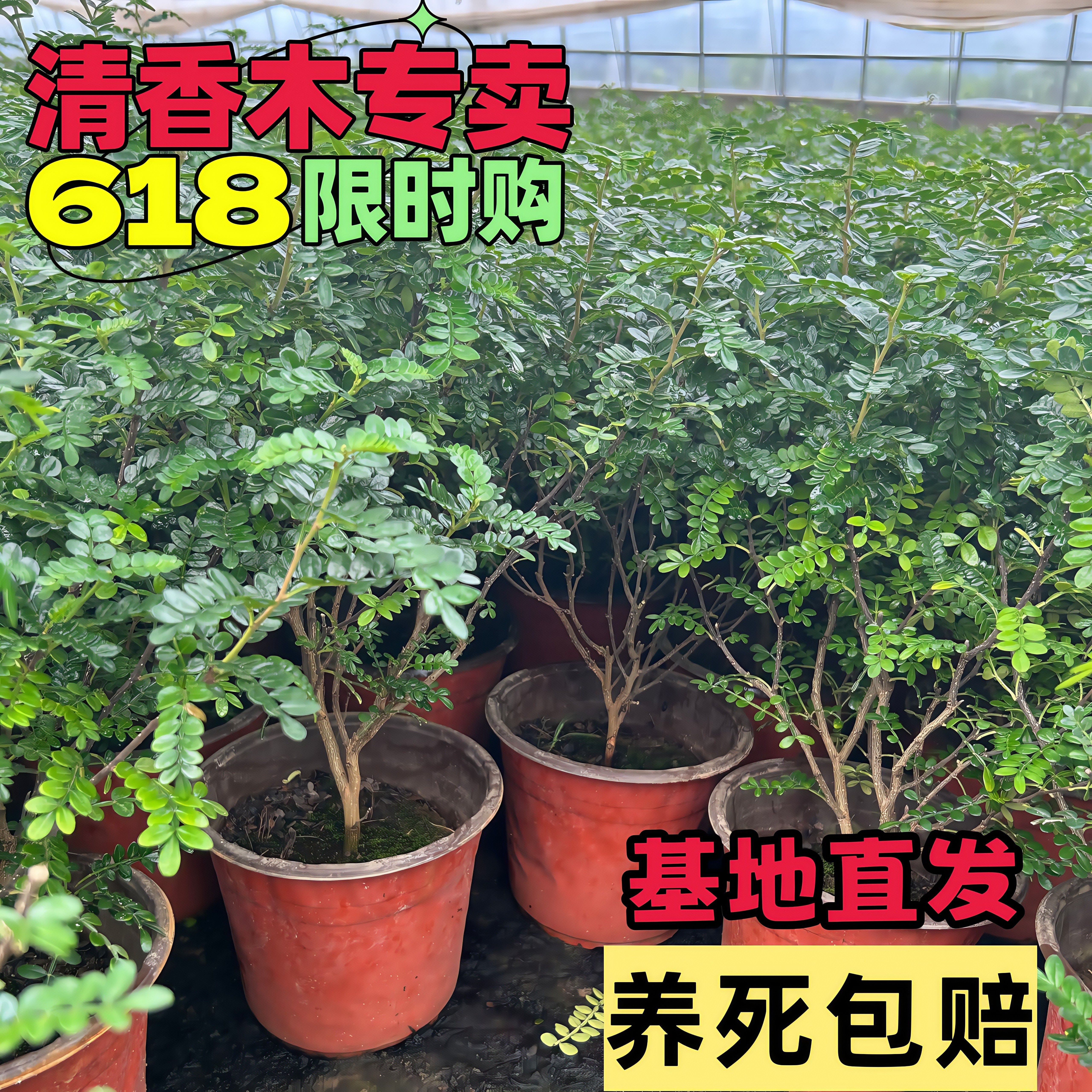 清香木盆栽室内桌面小植物驱蚊净化空气四季好养