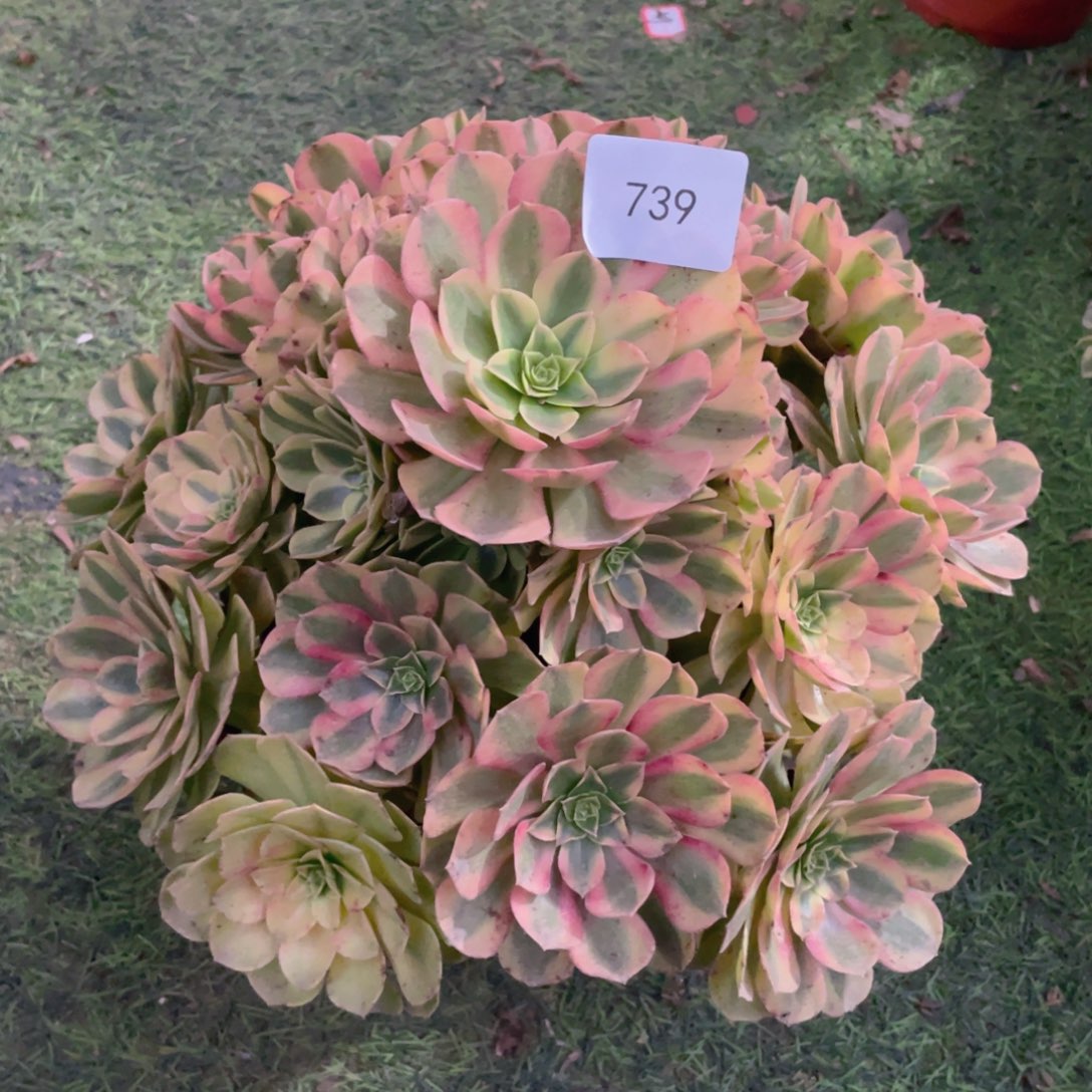739雨荷精品法师多肉