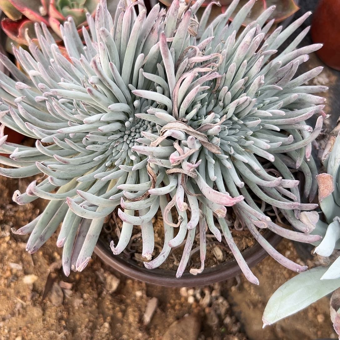 多肉植物爱杜丽丝