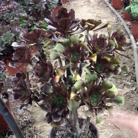 天***意灰圆叶法师多肉植物23