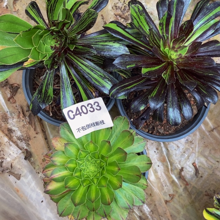 【闪购商品】4033三颗多肉