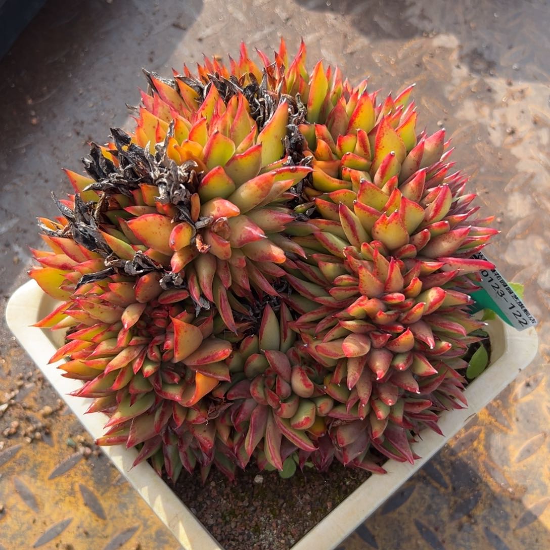 多肉编号0123-122