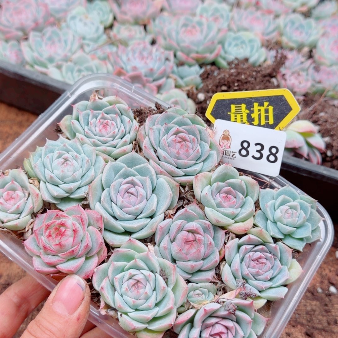 多肉植物多肉植物