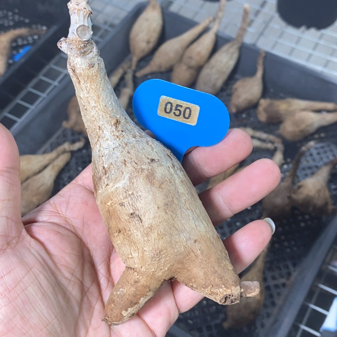 奇异油柑多肉植物