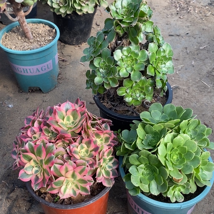 三颗多肉植物13。 