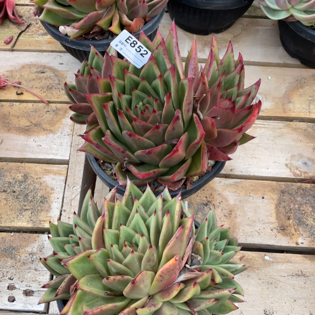 无花朵若如东云组拍E852