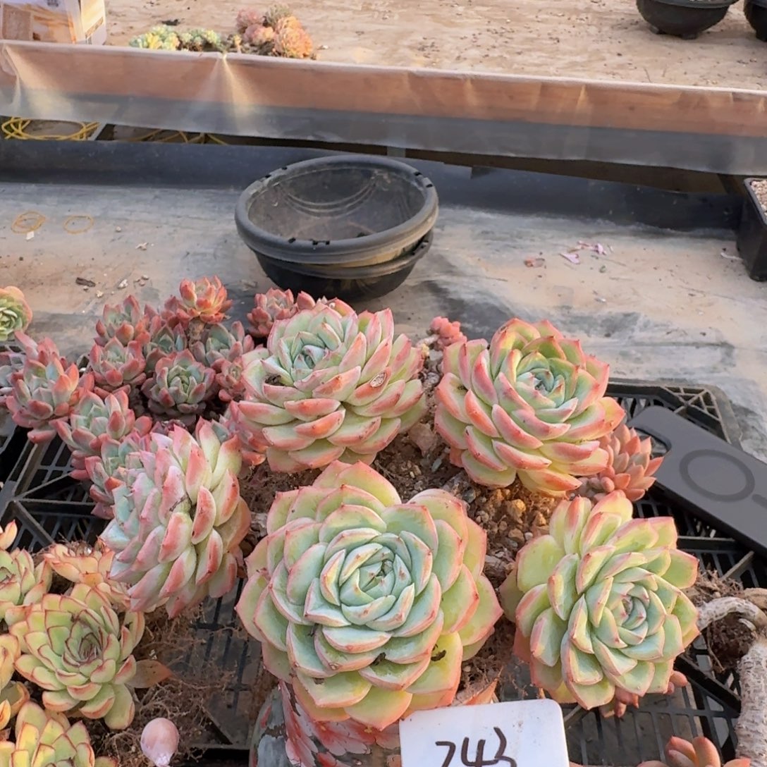 多肉植物的生长发育与生长
