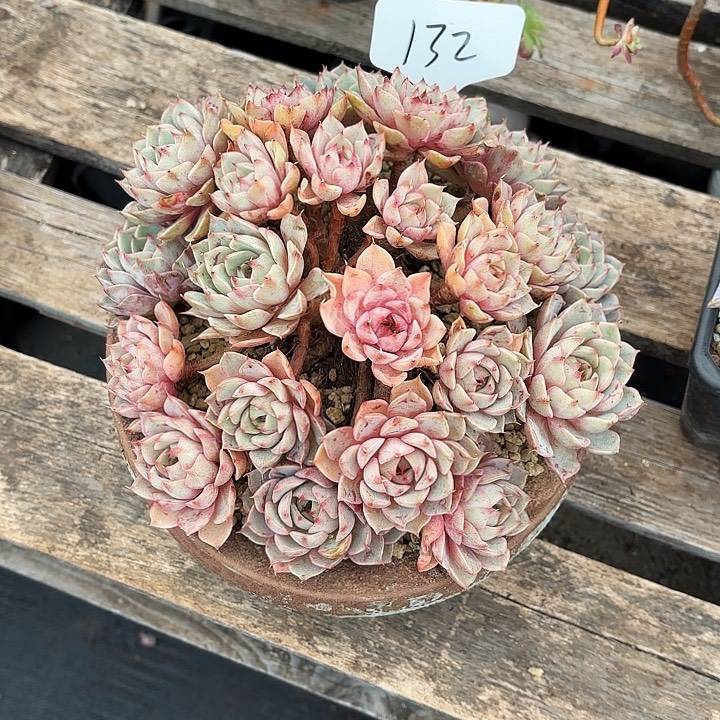 多肉植物，笨吧蒂斯132号