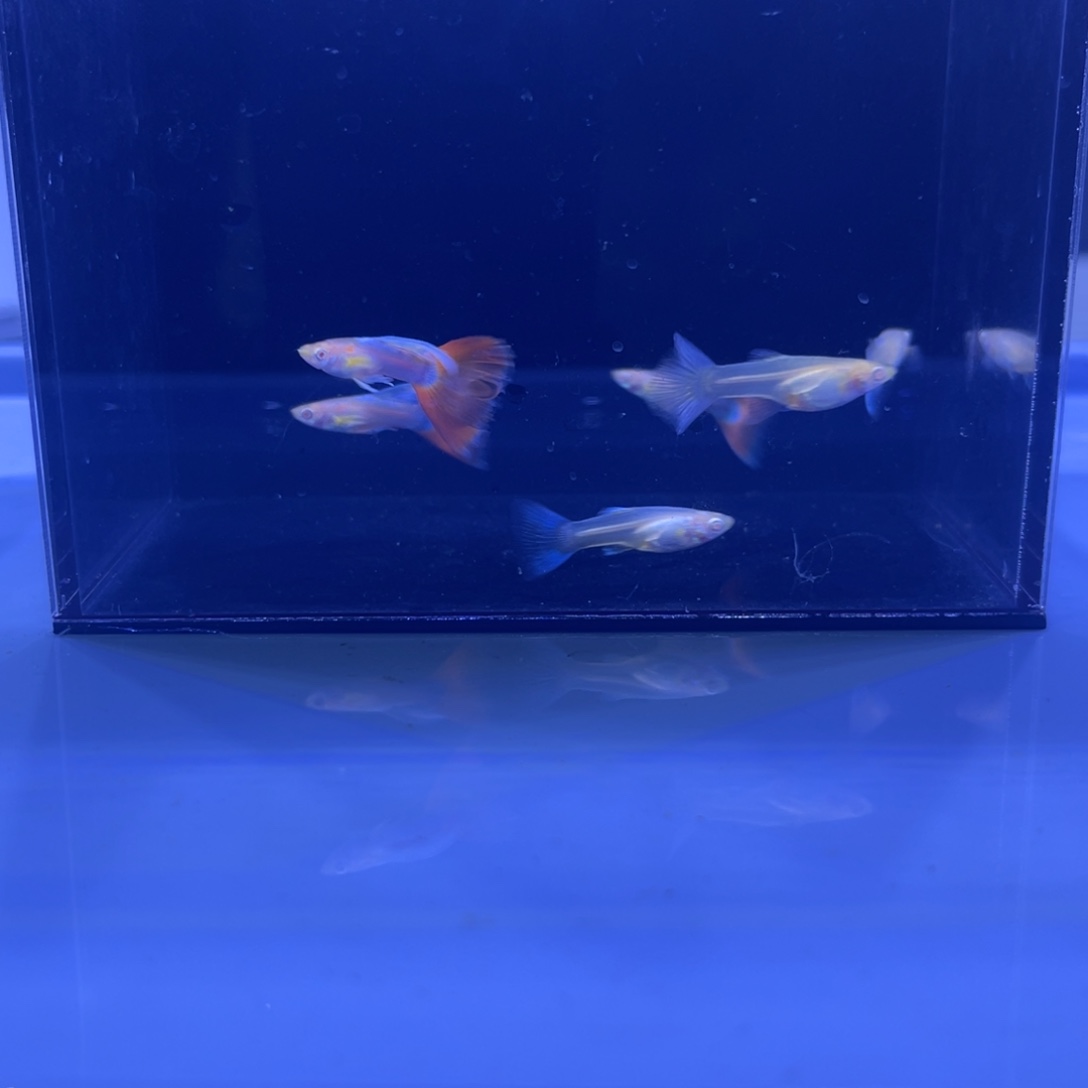 孔雀鱼火烧云飞船3对开箱视频报损