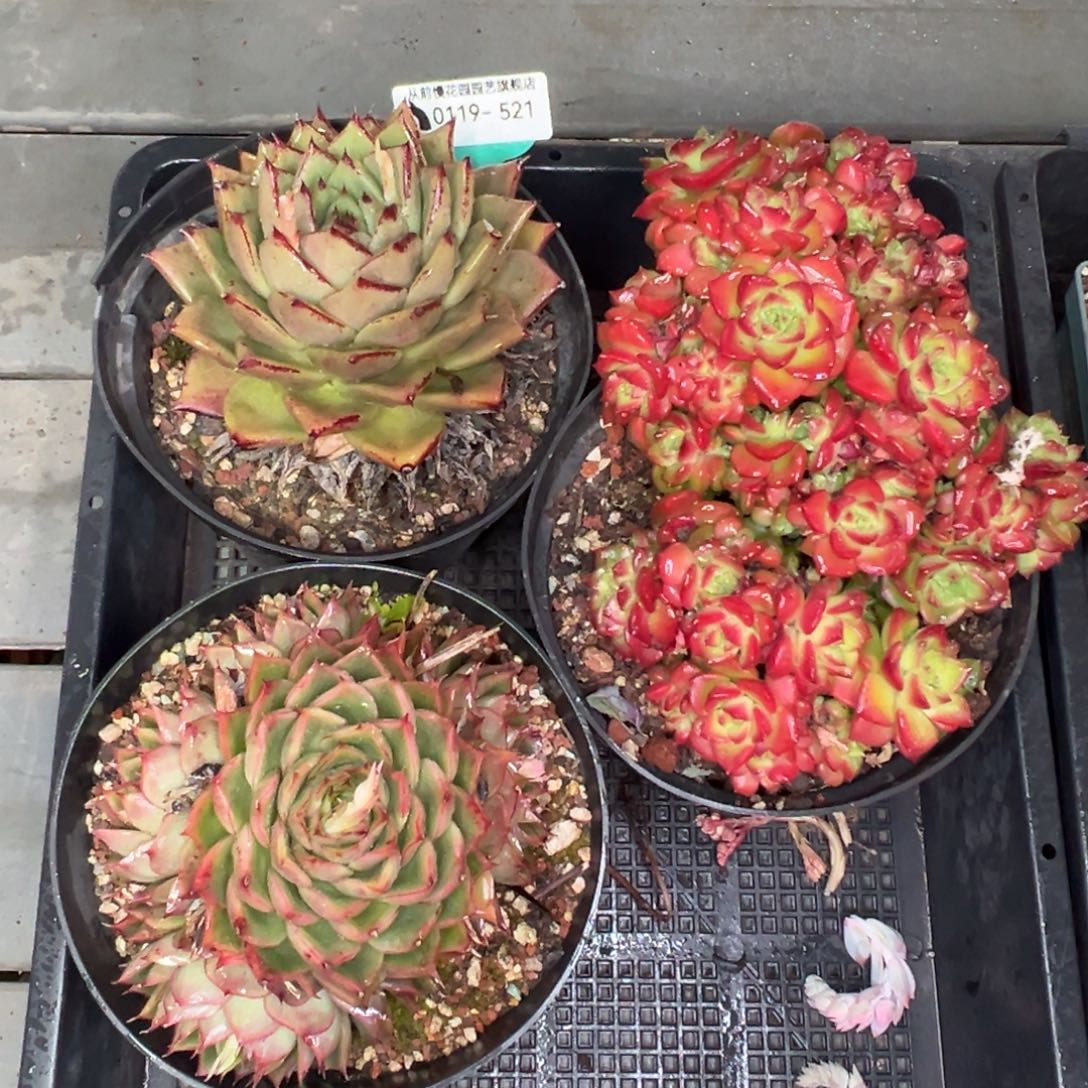 多肉精选编号0119.521