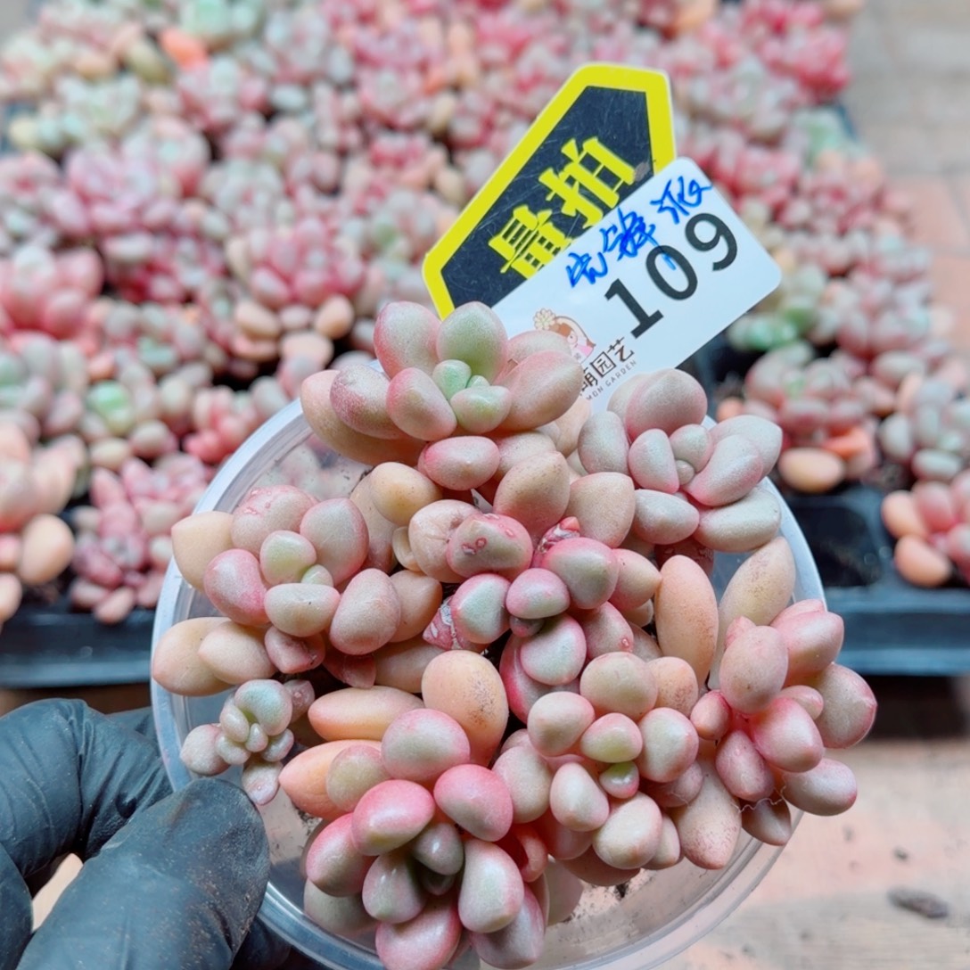 多肉植物多肉植物