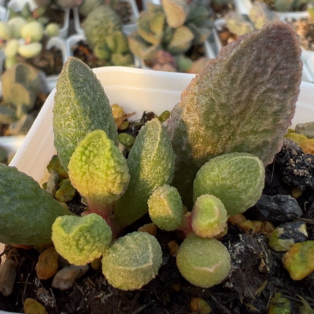 实生新品大苗多肉植物